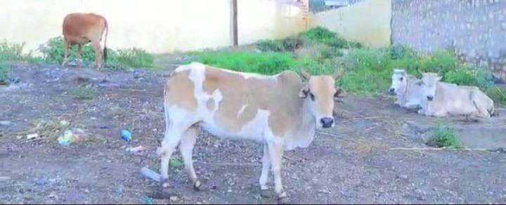 Central Penitentiary Livestock